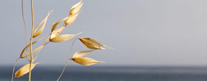 wild oat séchée ballottée au gré du vent