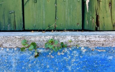 Méditation autour du concept de Wabi Sabi