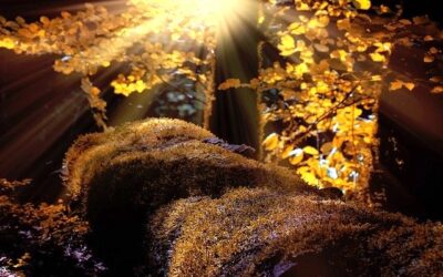 Méditation d’Automne