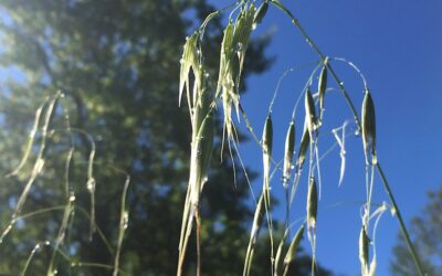 Méditation autour de Wild Oat