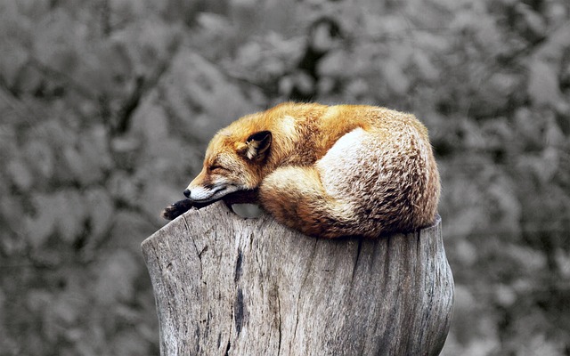 Jeune renard endormi sur une souche d'arbre