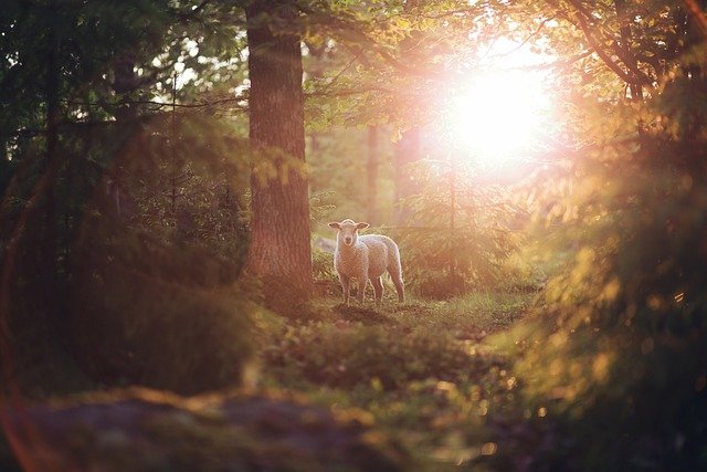 Mouton-dans-une-foret-avec-soleil-en-fond
