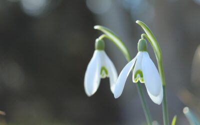Méditation d’Imbolc
