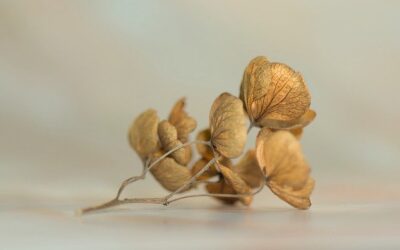 Méditation d’Altérité