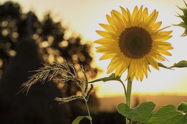 fleur-de-tournesol-alignée-sur-le-soleil-dans-campagne