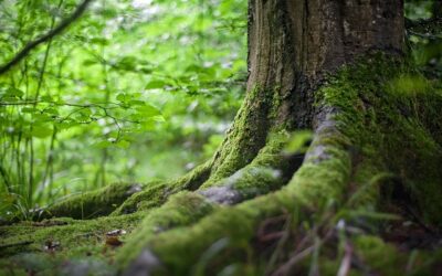 Méditation Zen en forêt