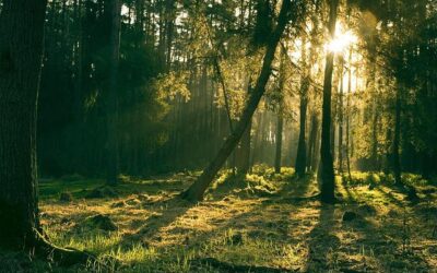 Méditation Zen en forêt