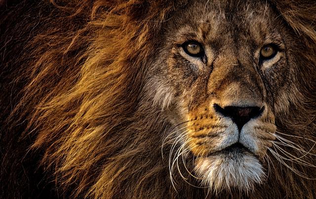 Portrait-lion-crinière-regard-de-face